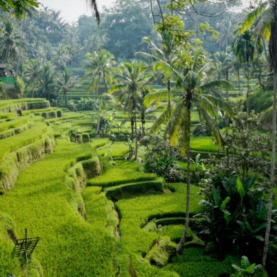 Sawah Terasering Tegalalang Daya Tarik Pariwisata Bali