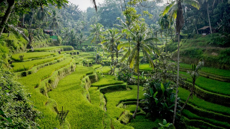 Hamparan sawah terasering Tegalalang di Ubud dengan kehijauan alamnya yang mempesona.