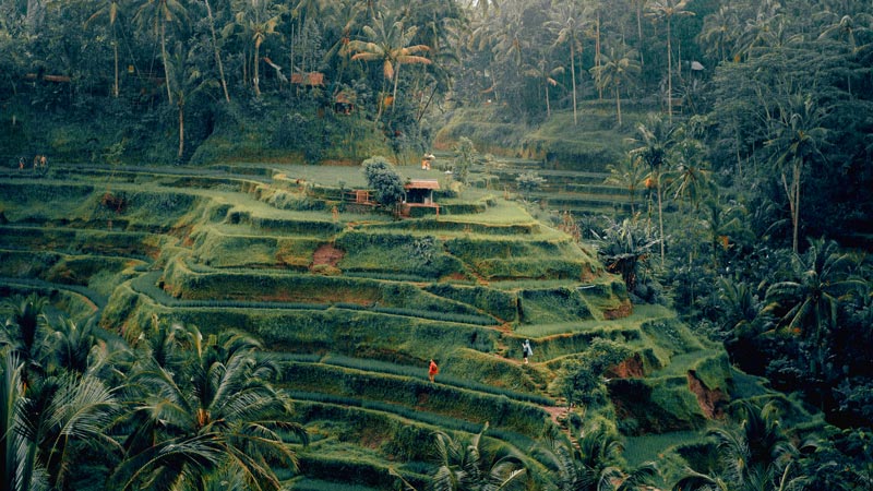 Kegiatan Liburan Menarik Di Tempat Wisata Ubud Bali