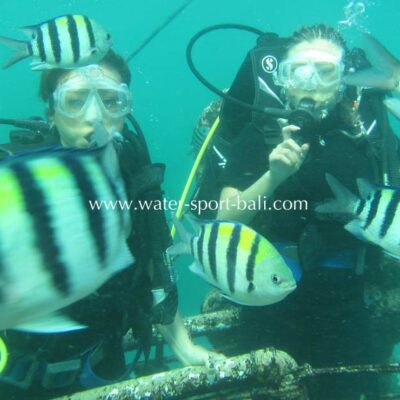 Tempat Diving Di Bali Untuk Pemula