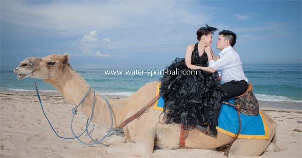 photo prewedding naik unta di nusa dua bali