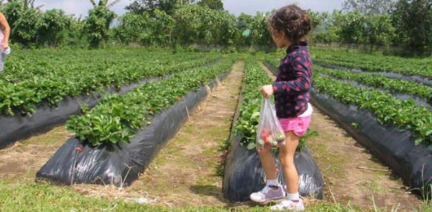 Bali Strawberry Farm & Restaurant Bedugul