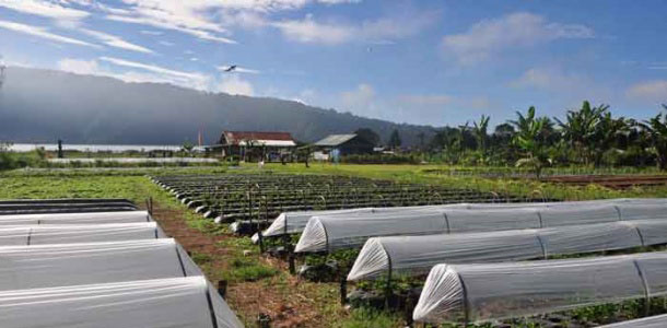 Bali Strawberry Farm & Restaurant