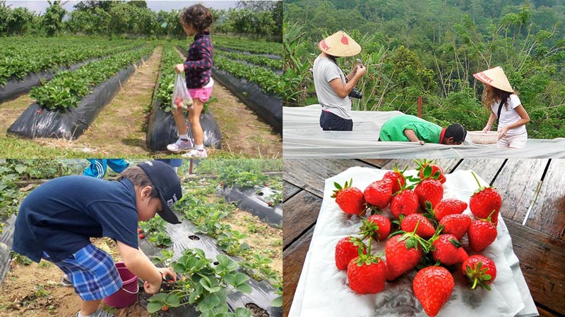 Kebun Strawberry Bedugul Bali