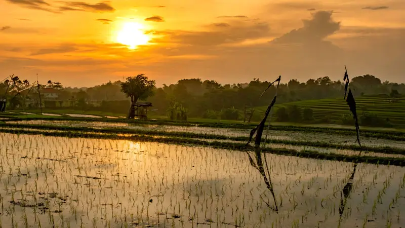 Pemandangan sawah saat matahari terbenam di dekat Canggu