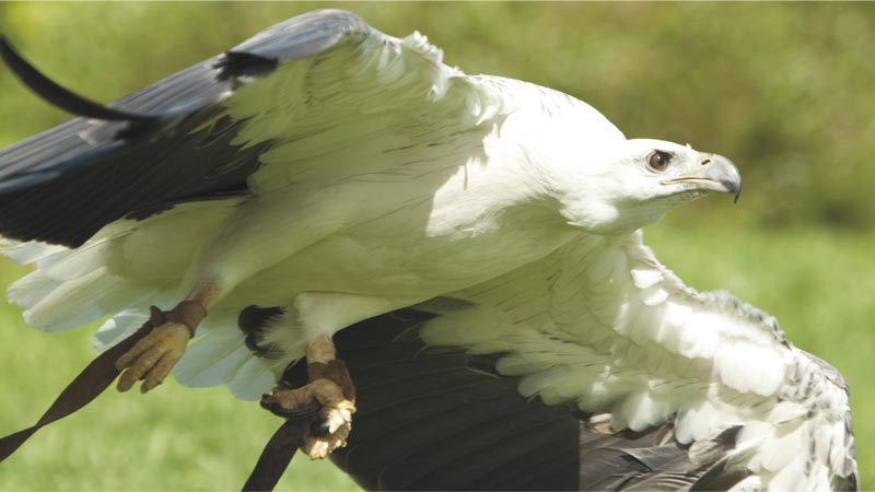 Atraksi Burung Menangkap Mangsa