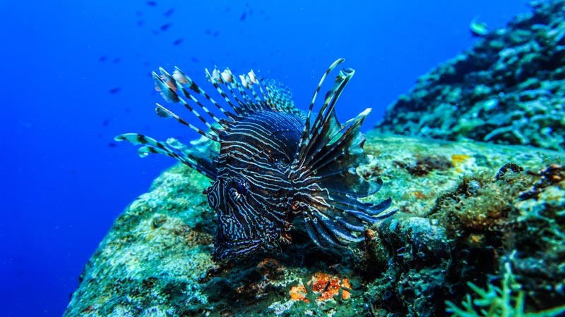 Keindahan Alam Bawah Laut Gili Trawangan