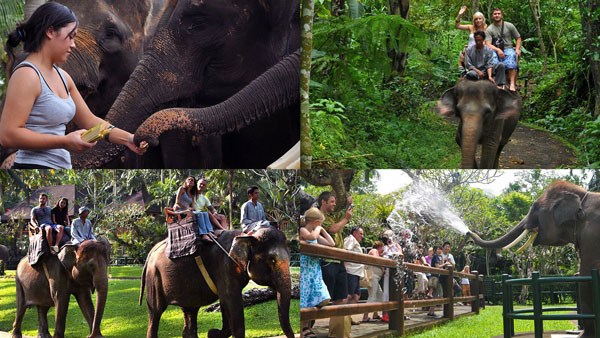 Wisata Naik Gajah Di Taro Ubud Bali