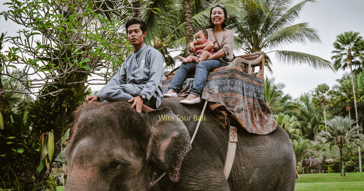 Naik Gajah di Bali: Promo Tiket Murah Taman Gajah Taro Ubud