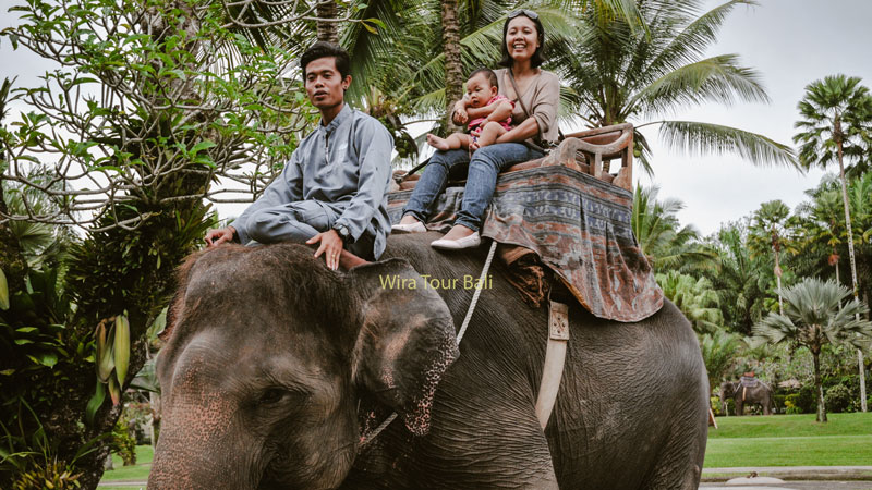 Keluarga Naik Gajah Di Bali Taro Ubud