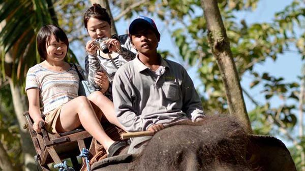 Harga Naik Gajah Di Bali Elephant Park Bakas