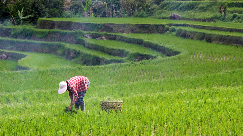 Sawah Terasering Jatiluwih - Tempat petualangan anak di Bali