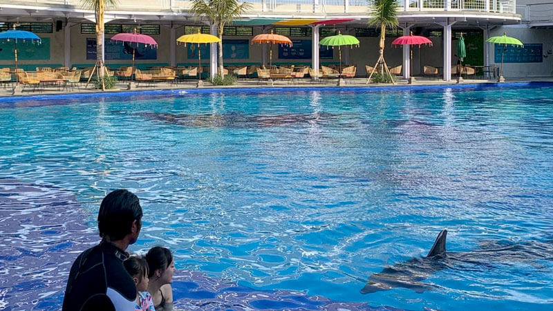 Bapak dan anak berinteraksi dengan lumba-lumba di Bali Dolphin Marine Park