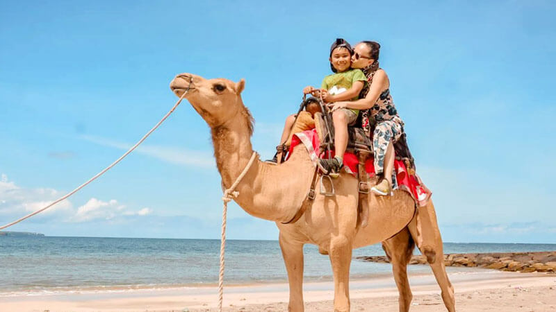 Keluarga menikmati perjalanan menunggang unta di Pantai Kelan.