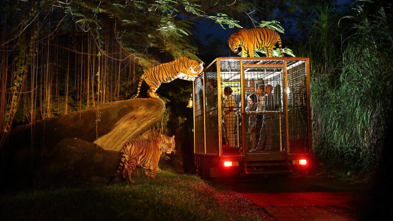 Pengalaman Night Safari di Safari Marine Park. Aktivitas Liburan Seru di Bali