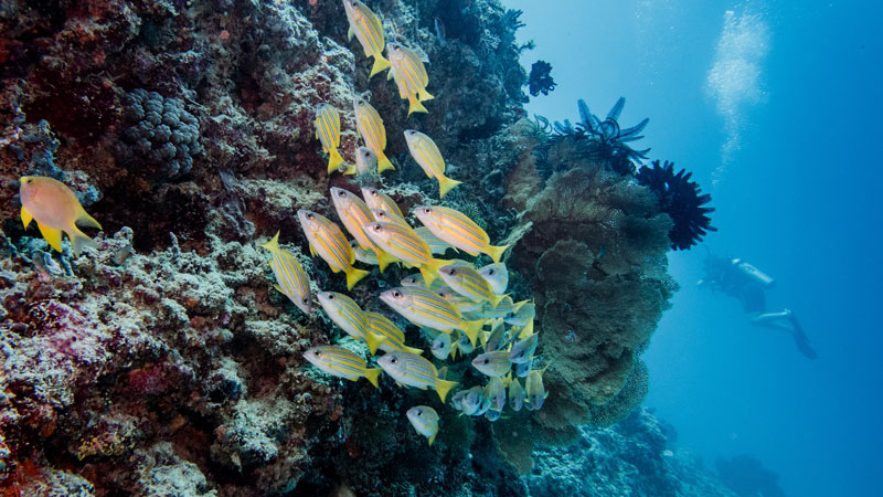 Kumpulan ikan berwarna-warni berenang di dekat terumbu karang dengan latar belakang biru laut pulau Gili T