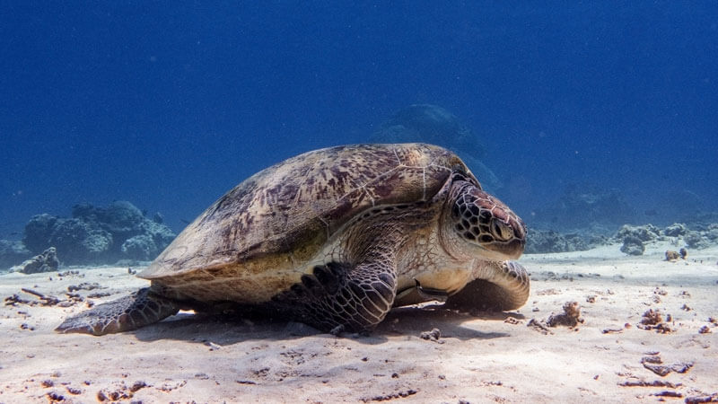 Penyu laut sedang berenang di dasar laut kepulauan Gili Lombok dengan latar belakang terumbu karang.