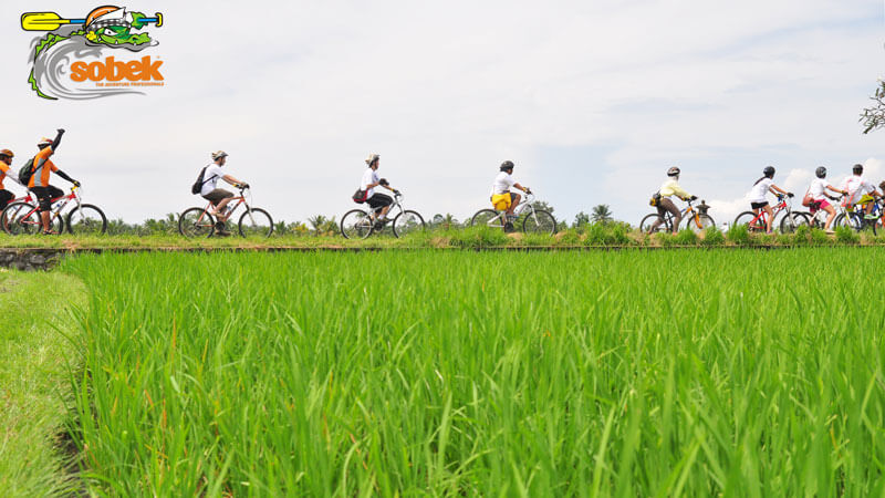 Pengunjung mengayuh sepeda melintasi sawah hijau di Ubud dengan pemandu Sobek Adventure