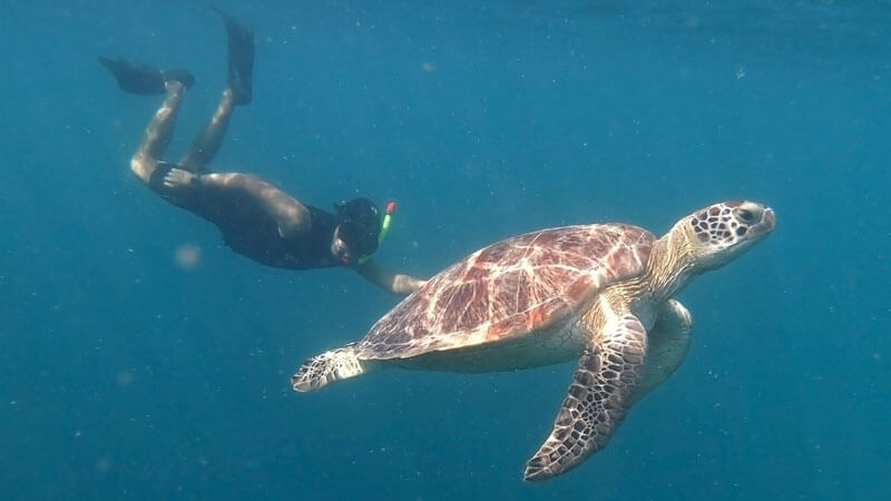 Penyu berenang di Turtle Point Gili Trawangan.