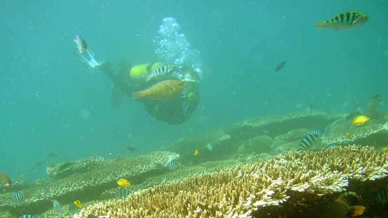 Menyelam di pantai Labuhan Amuk terumbu-karang ikan tropis