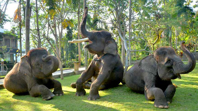 Gajah bermain di Taman Safari Gajah Bakas