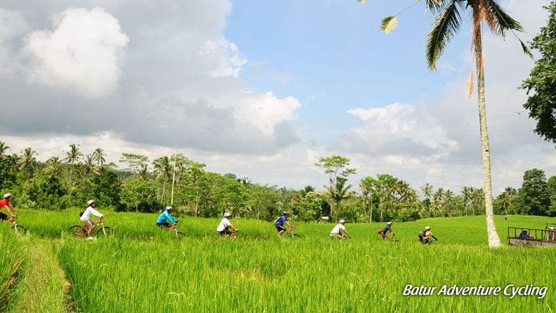 Pengendara sepeda melewati rute pemandangan sawah.