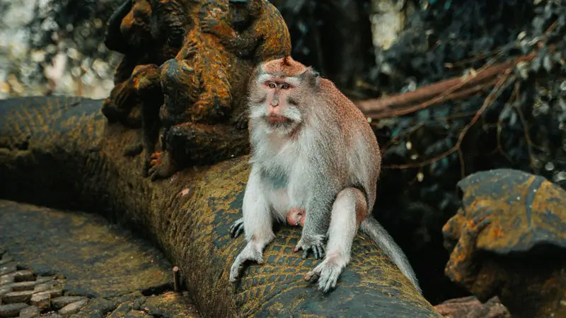 Seekor kera abu-abu ekor panjang di Ubud Monkey Forest, tempat wisata Bali.