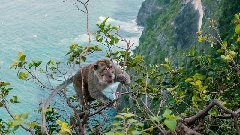 Monyet liar di jurang ikonik Nusa Penida © Wira Tour