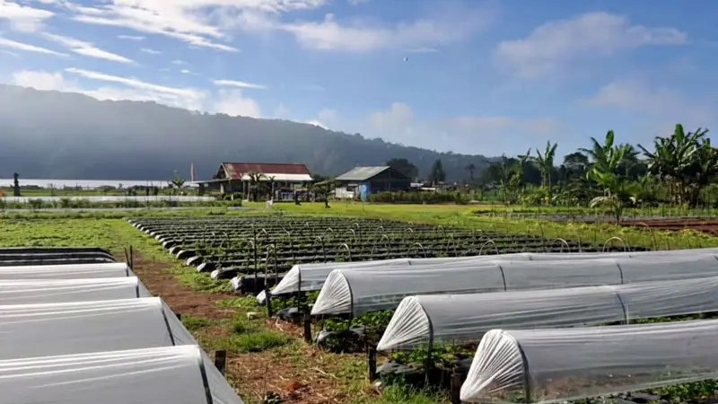 Panorama Bali Strawberry Panoramic Terrace dengan bedengan dan terowongan plastik, latar perbukitan