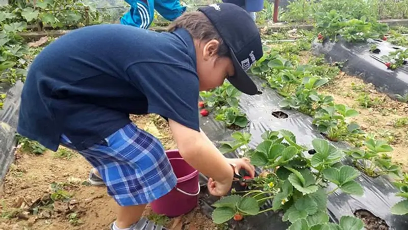 Anak memetik stroberi dengan ember kecil di kebun strawberry Bedugul, Bali
