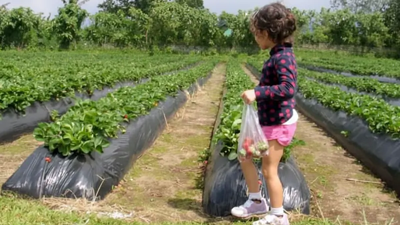 Anak membawa kantong stroberi di kebun stroberi Bedugul, Bali