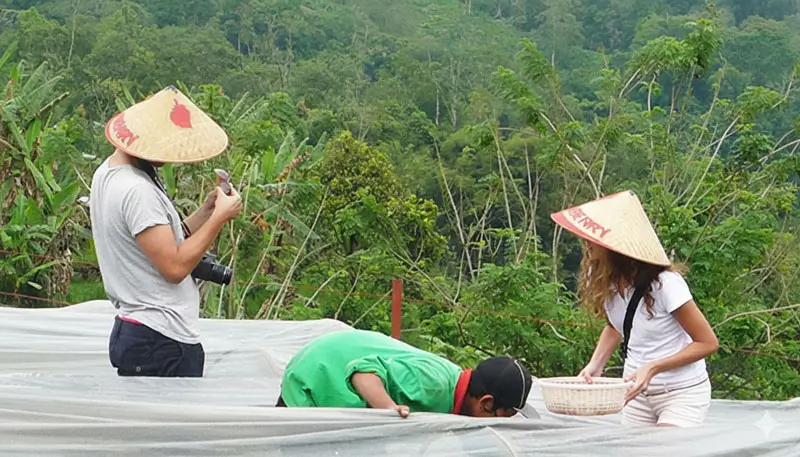 Wisatawan memetik stroberi di Bali Strawberry Farm & Resto