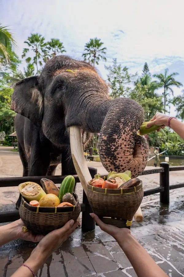 Memberi makan gajah di Mason Elephant Park Taro (tanpa ride)