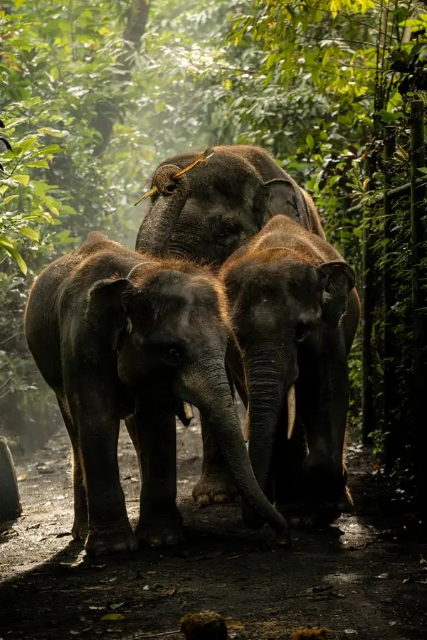 Suasana jalur di Elephant Park Taro: rombongan gajah