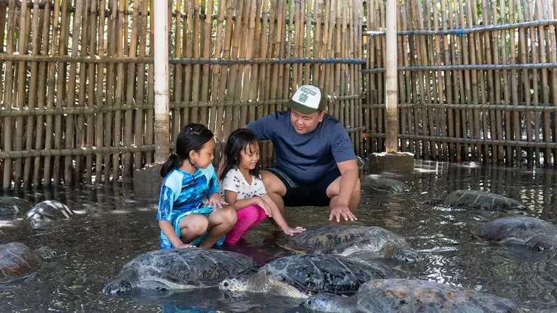 Anak-anak melihat penyu di kolam konservasi (Deluang Sari)