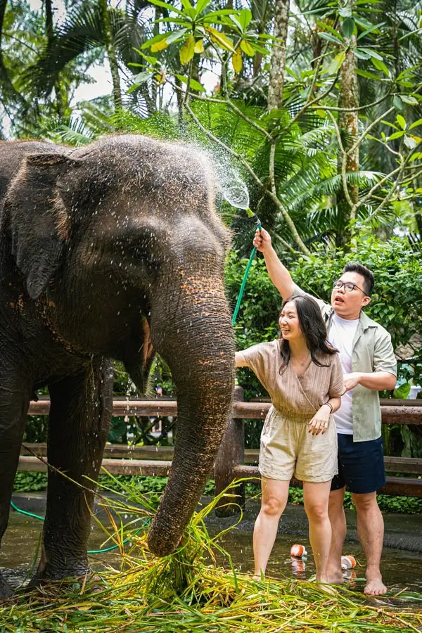 Aktivitas mandikan gajah (hands-on) paket Jumbo Wash tanpa ride