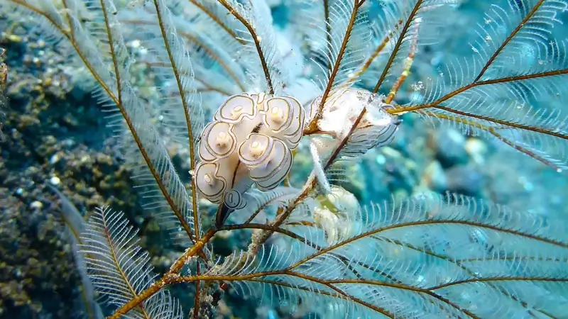 Telur nudibranch menempel pada kipas laut, foto macro bawah laut