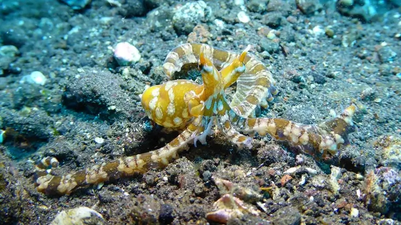 Gurita mimik di pasir hitam, contoh macro dive di area berpasir