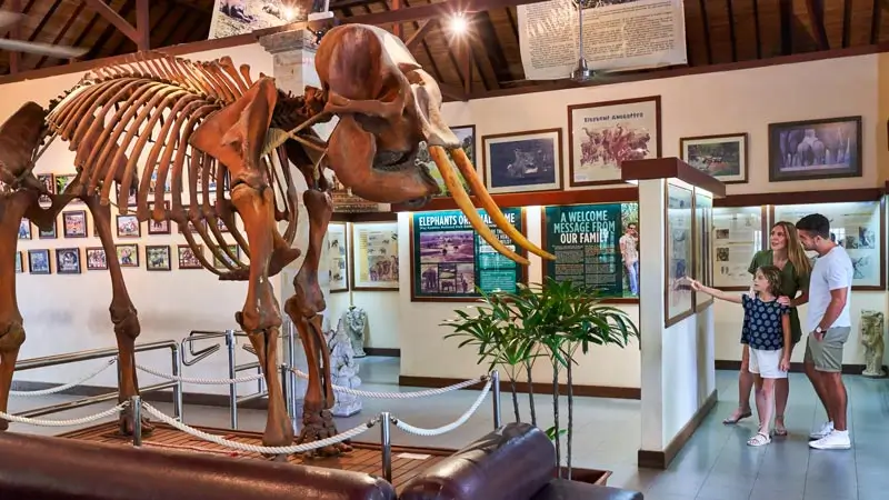 Replika kerangka mammoth di museum Mason Elephant Park