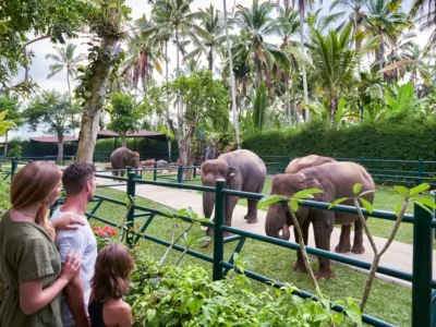 Keluarga melihat gajah dari balik pagar di Taro Elephant Safari Park