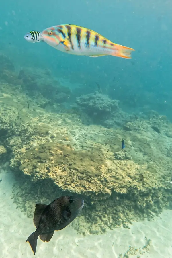 Ikan dan karang terlihat di area snorkeling Sanur