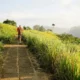 Bukit Campuhan sebagai tempat wisata gratis di Ubud untuk jalan kaki