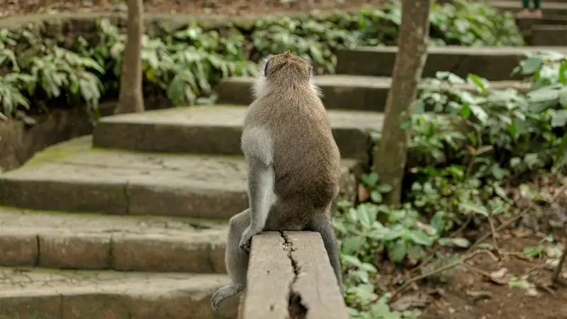 Monyet dekat tangga Ubud Monkey Forest untuk wisata anak yang perlu aturan