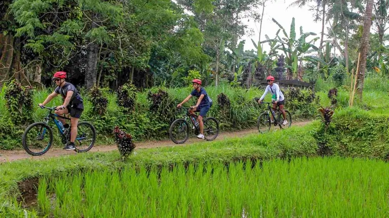 Peserta bersepeda melewati sawah di rute Kintamani